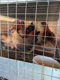 Бегунки,Лакеданзи,Маран, Амераукана