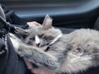 Сибирский кот бесплатно объявление продам