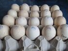 Инкубационное яйцо разной птицы