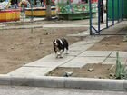 Найдена собака Комсомольский парк объявление продам