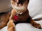 Абиссинская кошка вязка объявление продам