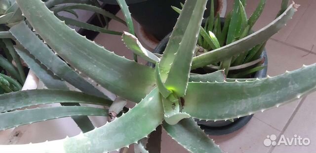 Алоэ вера растение