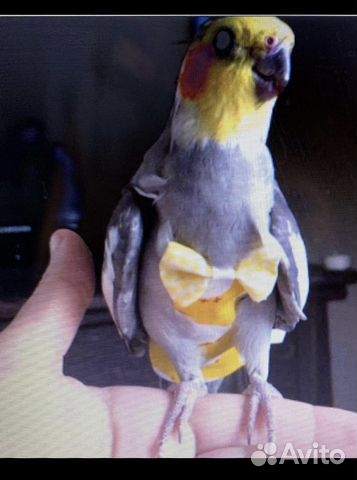 Подгузник попугаю