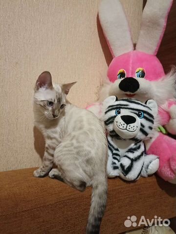 Бенгальские снежные и классические с документами