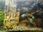 Ржачные аквариумные рыбки - Наннакара голубая объявление продам