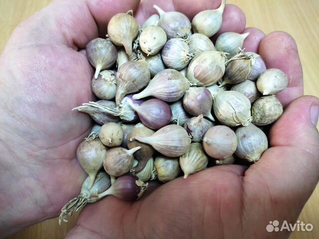 Фото однозубки чеснока. Чеснок сорт любаша. Чеснок сорт любаша. Чеснок любаша описание. Семена чеснока.