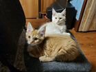 Мейн-Куны котятки объявление продам