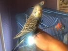 Волнистый попугай ручной, выкормыши объявление продам