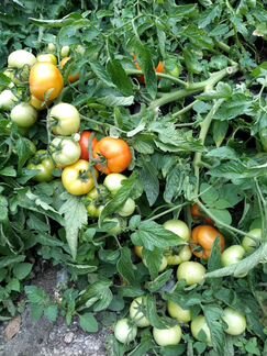 Семена томата 