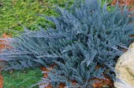 Можжевельник Блю чип