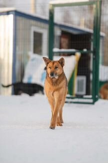 Красивый Рыжик для загородного дома