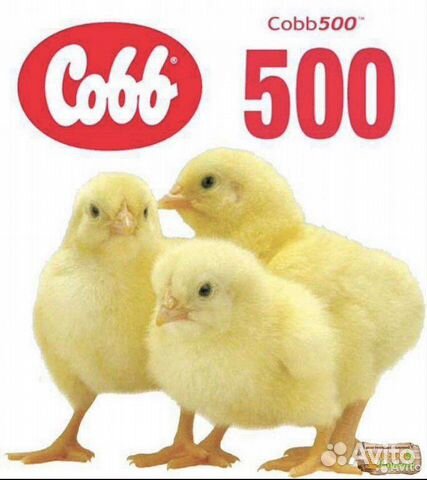 Цыплята бройлеры кобб 500 чехия