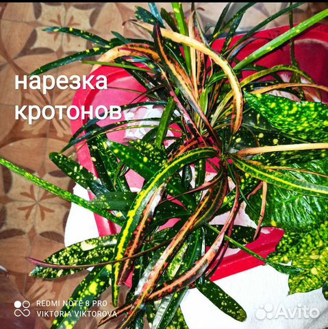 Кротоны кодеиумы разные