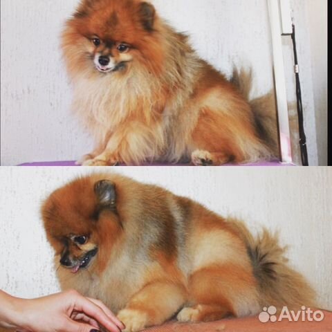 Стрижка собак бесплатно