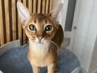 Абиссинский котик 1 год кастрирован