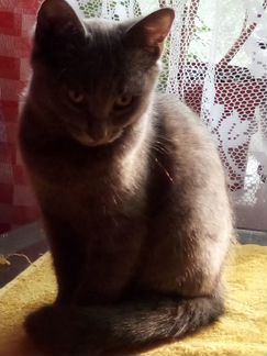 Отдам котенка в хорошую семью : девочка 4,5 месяца