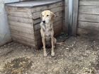 Собака русская гончая