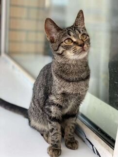 Котенок Дина, умная, очень любит человека