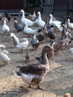 Домашнее мясо птицы