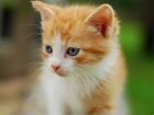 Полупушистый котенок ищет дом объявление продам