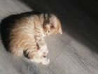 Котята породы Курильский бобтейл объявление продам