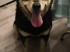 Найдена собака в мкрн Спутник объявление продам