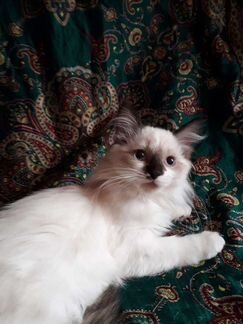 Невская маскарадная кошечка