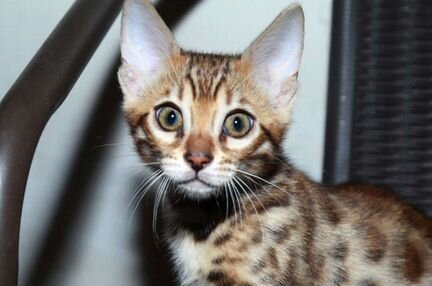 юла бенгальские кошки