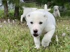 Алабай щенок среднеазиатская овчарка сука краснояр объявление продам