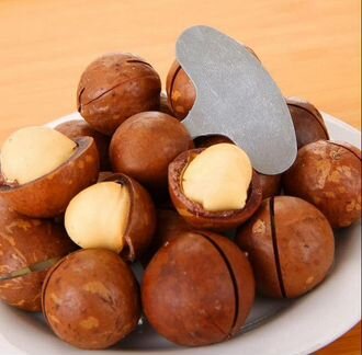 Макадамия в скорлупе, Macadamia ternifolia