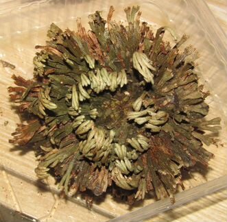 Роза иерихона, иерихонская роза, мох, папоротник