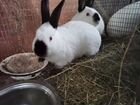 Кролики обмен объявление продам