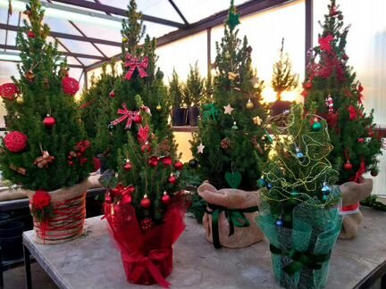 Ель живая в горшочке 90см