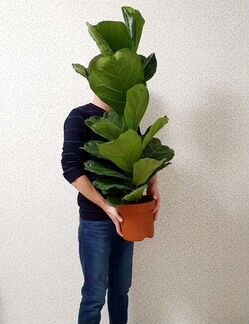 Фикус лировидный