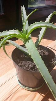 Алое- столетник