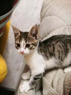 Котенок в Добрые Руки. Девочка