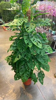 Монстера Манки Маск мосток Н 160 см