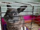 Продается декоративный кролик с клеткой объявление продам