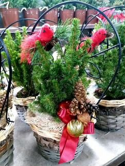 Ель в горшочке