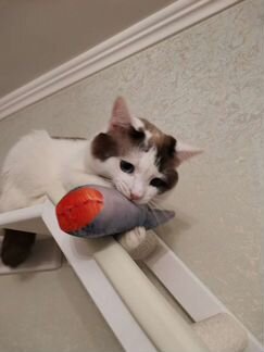 Редкий трехцветный голубоглазый котик для вязки