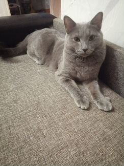 Русский-голубой кот Вязка