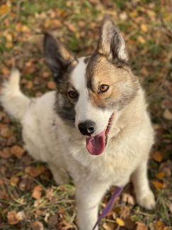Собака Белла,метис лайки в добрые руки