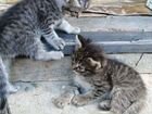 Котята от деревенской кошки мышеловки