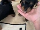 Собака в добрые руки щенок mini 20000р