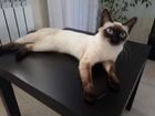 Кошка тайская (сиамская) ждет котика объявление продам