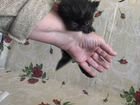 Персидские котята 1, 3 и 6 месяцев