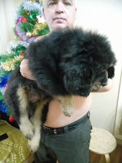 Мастифчик