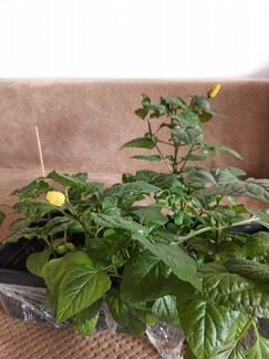 Спилантес Огородный. Семена