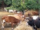 Коровы тёлки