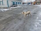 Найдена Собака алабай